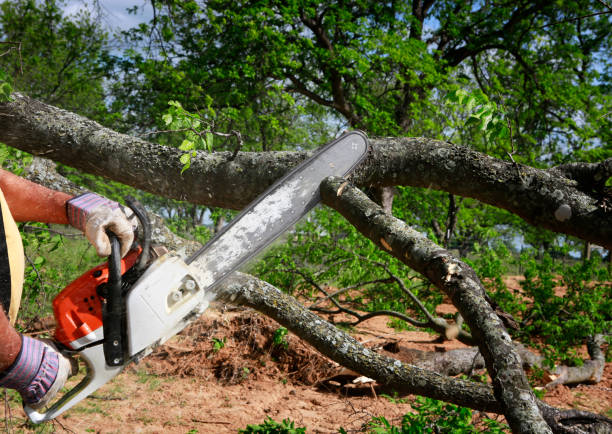 Trusted Dauphin, PA Tree Services Experts